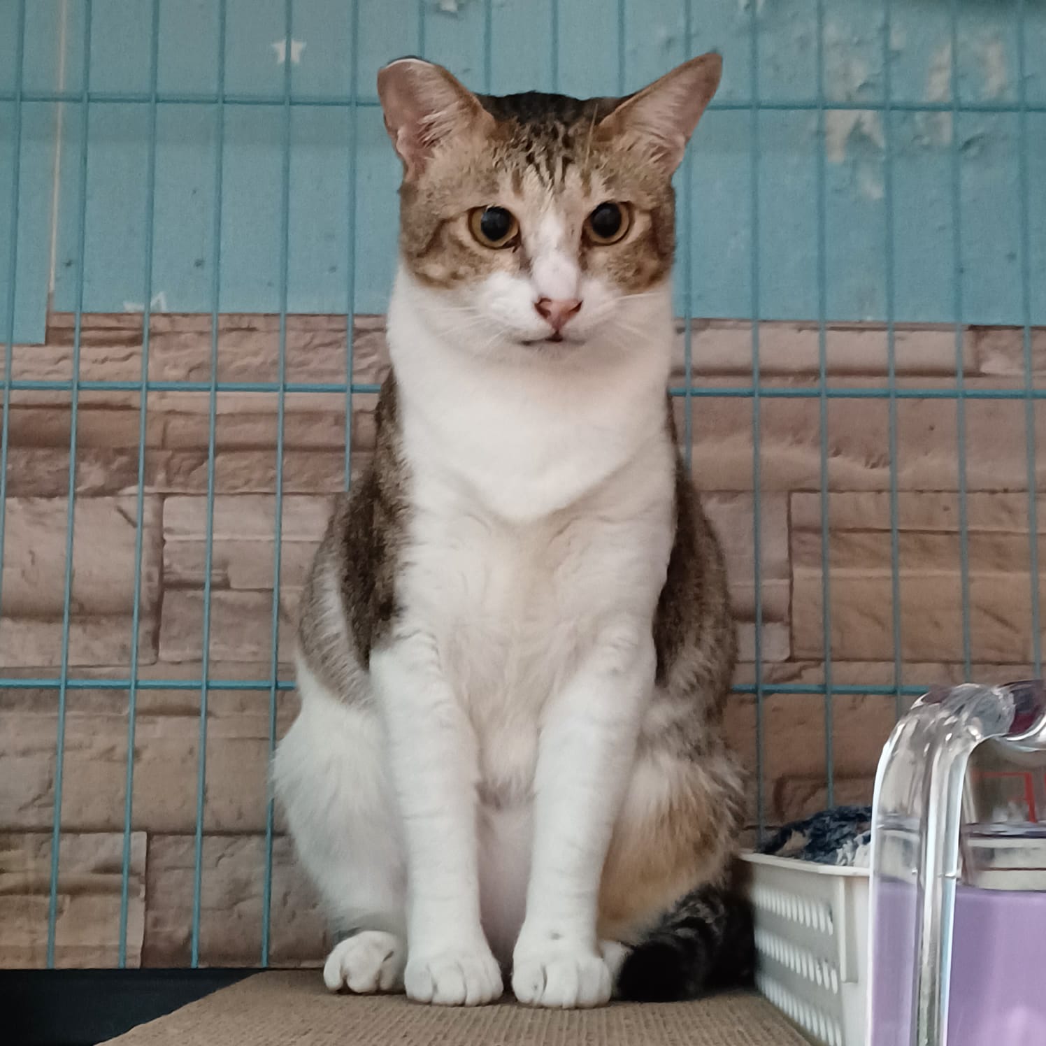 OMAR