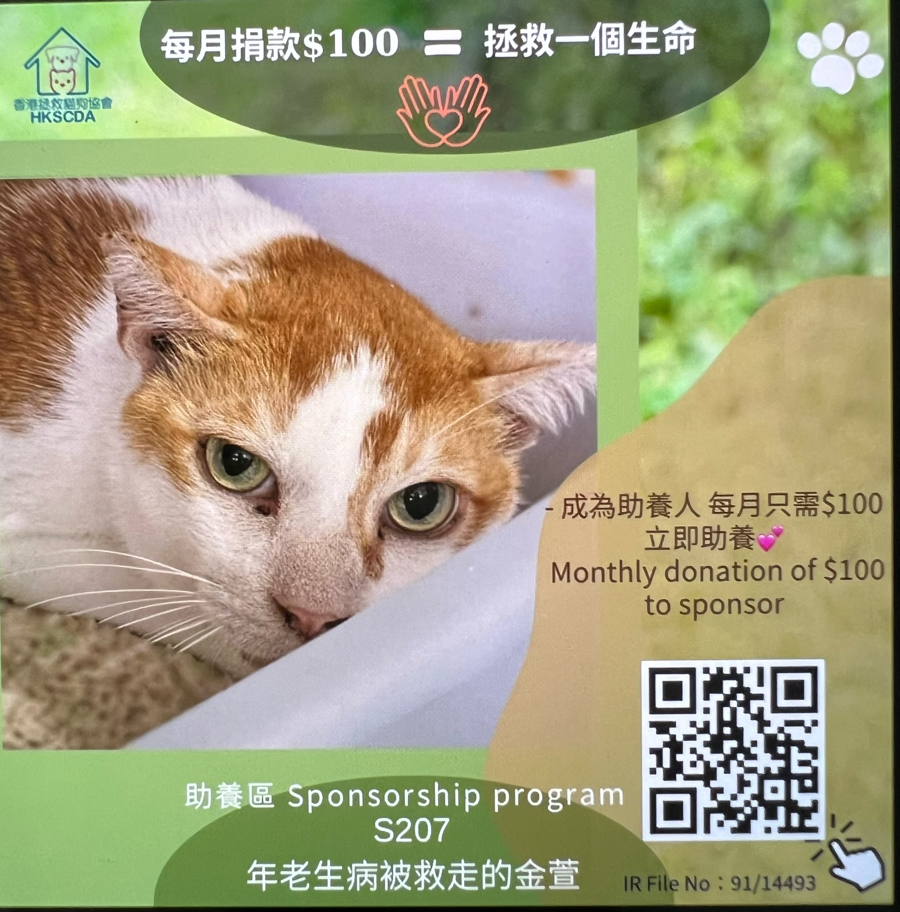 金萱