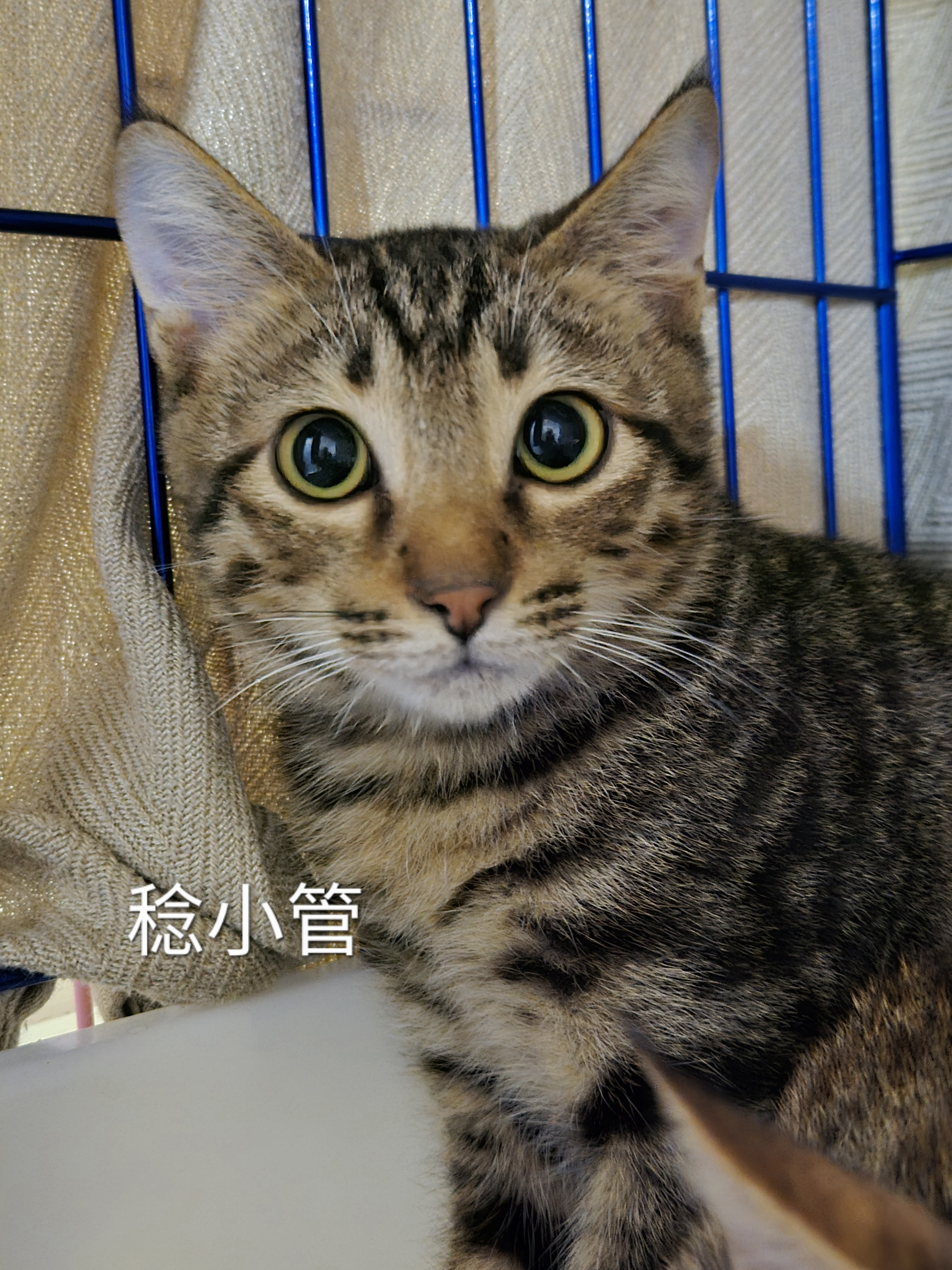 稔小管