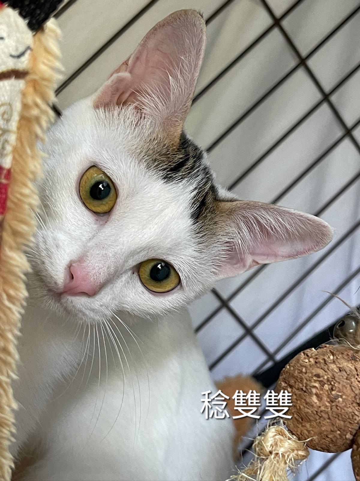 稔雙雙