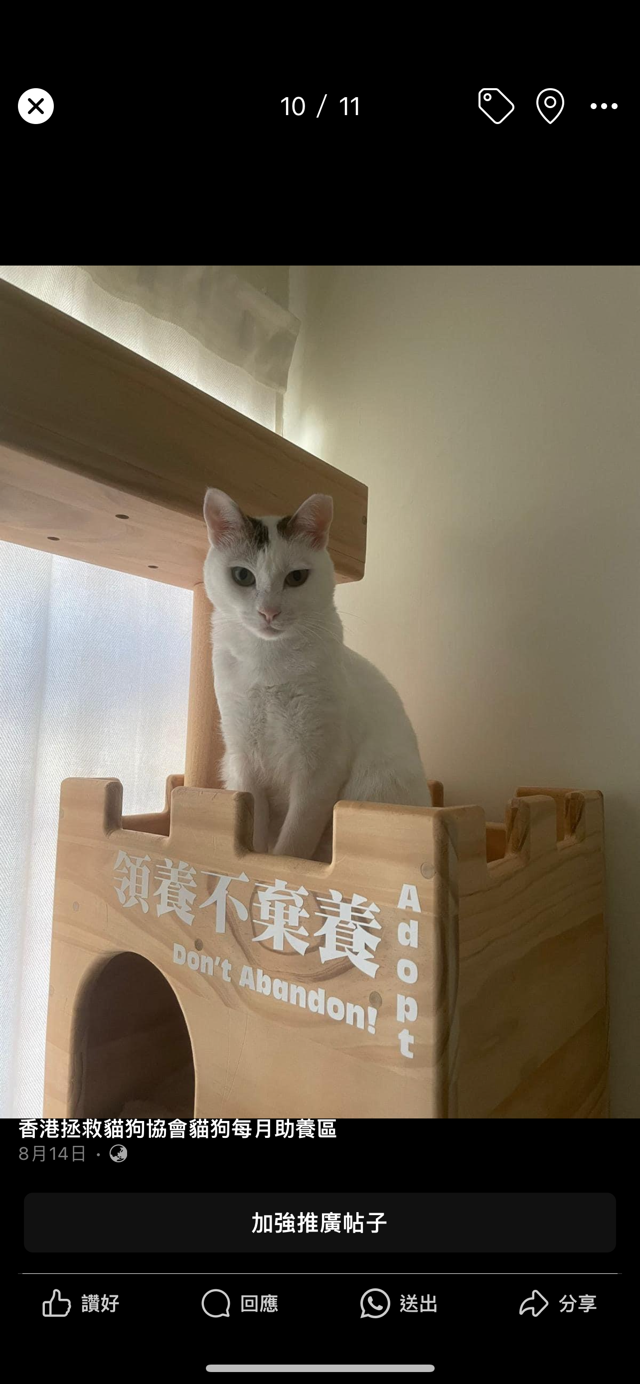 梅桃