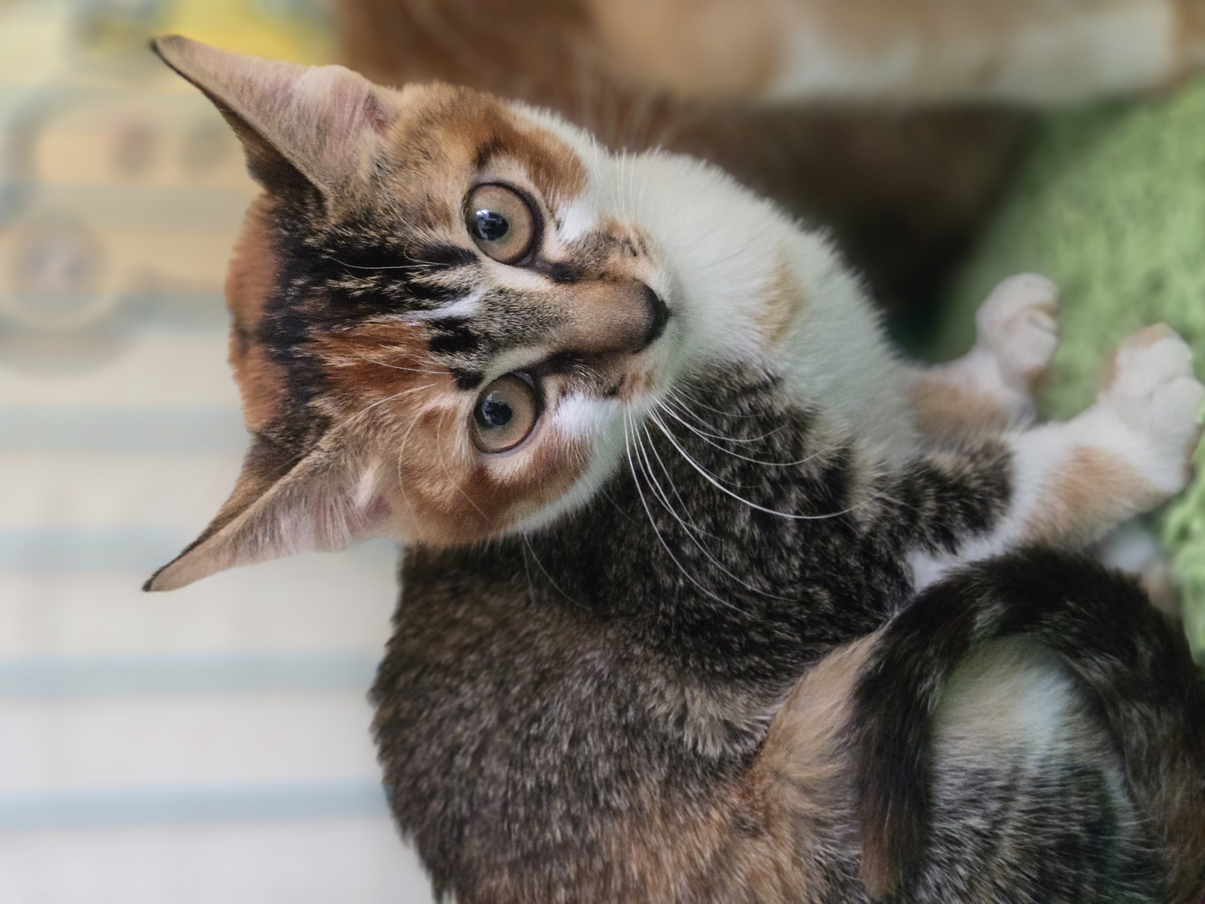 BEBE