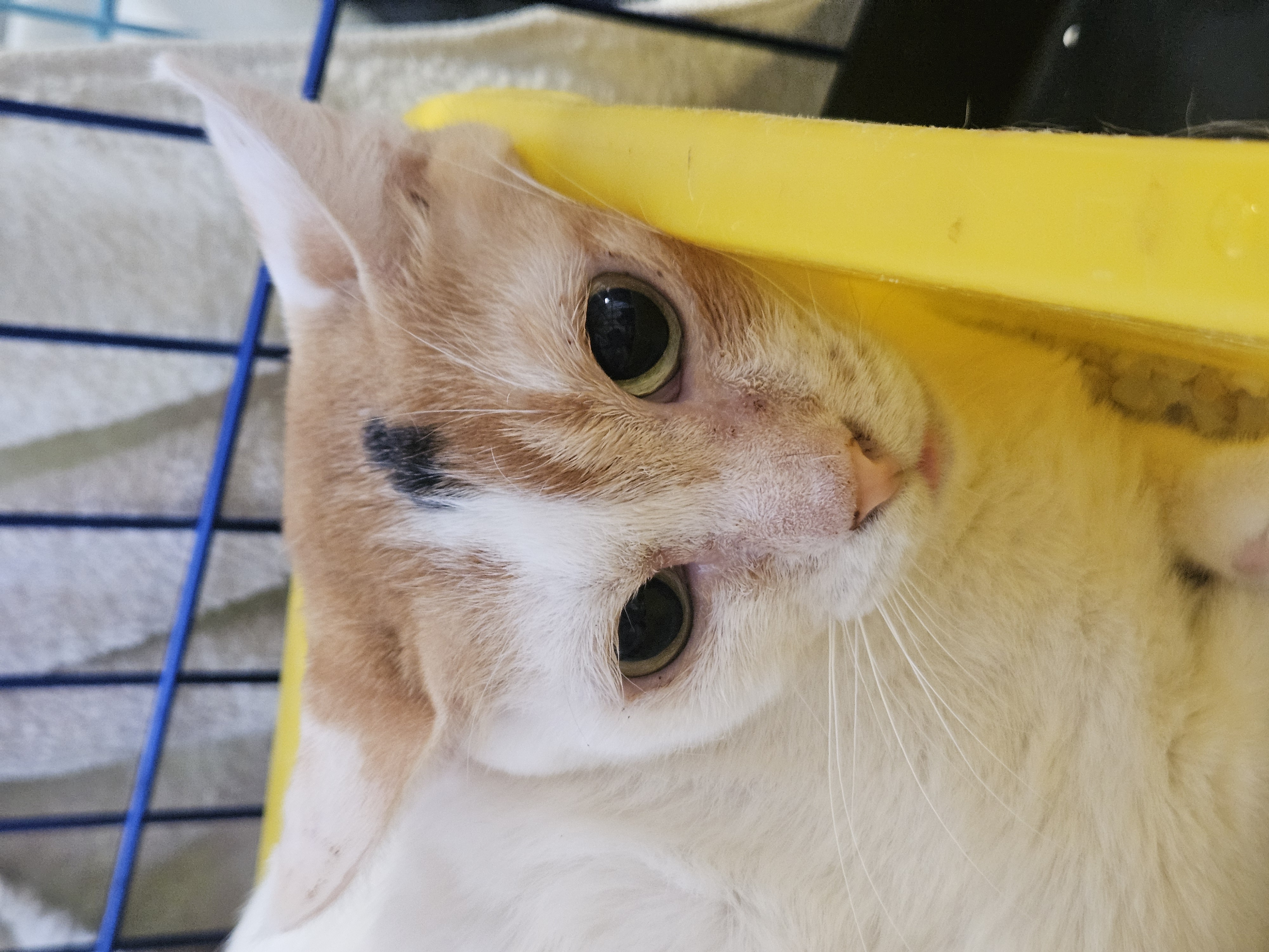 古妙芝
