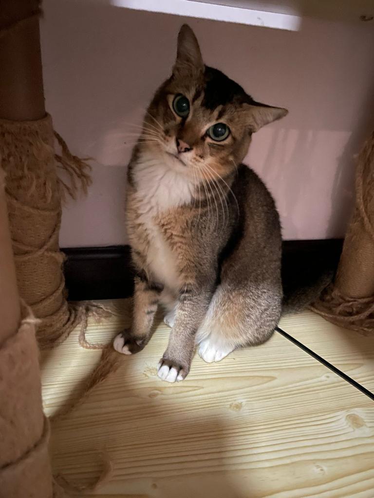 松果