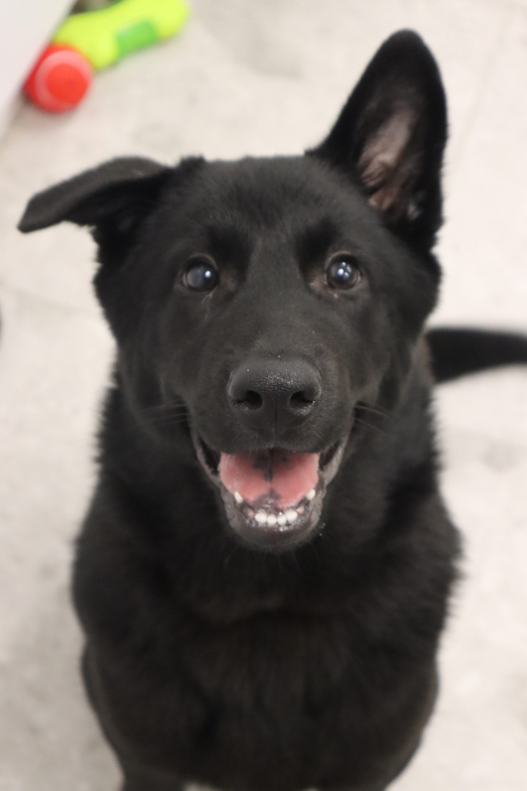 Meri